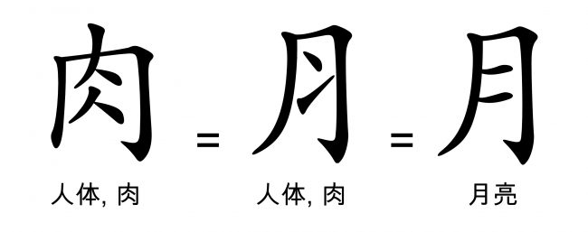 图36： “月”字旁经常被用做指代人身体部分的偏旁，这是一种简化——注意上图汉字中“斜条纹”的方向变化的相似之处。“月”亮总是比实际的脊柱更加容易接受些，后者即最左边的汉字所呈现的画面。