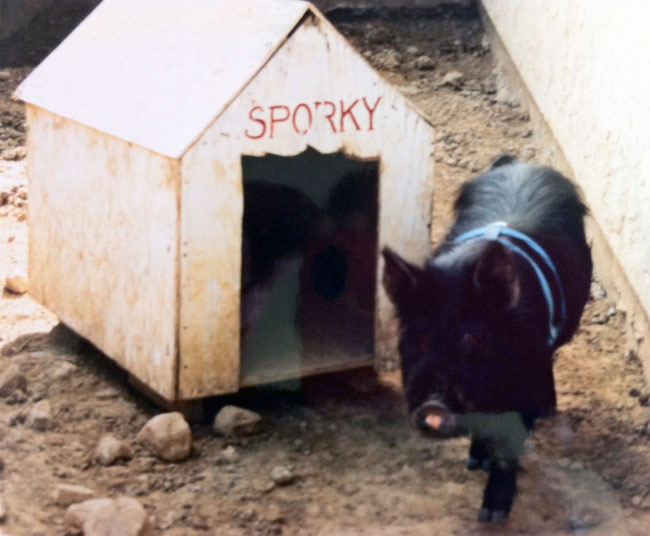 spork-walks-by-pig-house