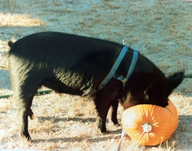 sporky-pumpkin