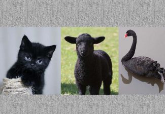 Black cat, black, sheep, black swan: all are racist clichés. 黑猫，黑羊，黑天鹅：都是种族歧视俗套。