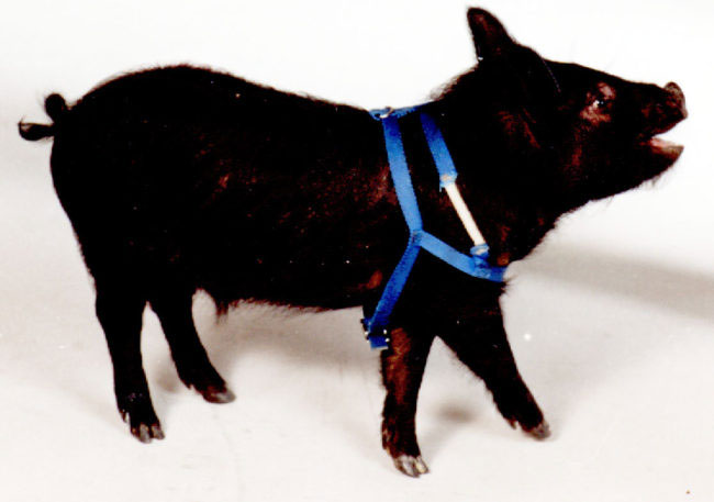 photo of sporky the pig