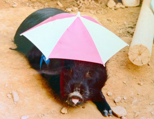 sporky-with-umbrella-hat