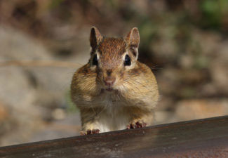The cunning chipmunk holds something in its mouth.